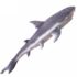 Shark 140cm