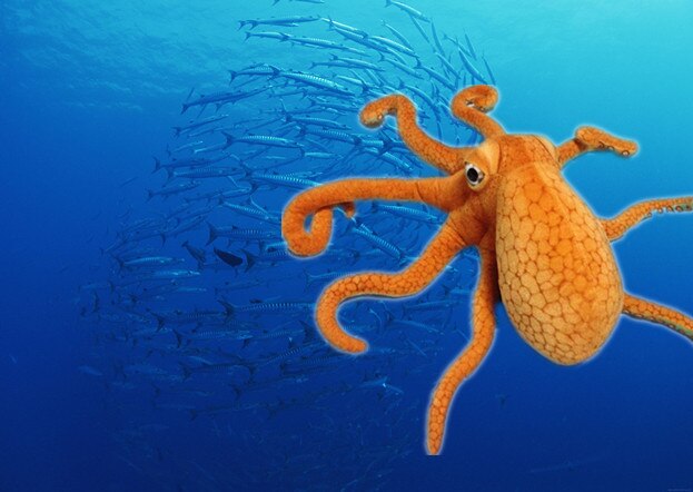 llifelike 80cm plush simulation Octopus good quality stuffed soft lovely cool Educational for children christmas gift kid