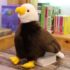 Whitehead sea eagle