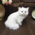 Small Persian Cat