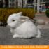 Lying Hare R White