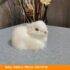 Baby Rabbit-White
