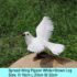 Wing Pigeon-W-B
