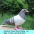 Standing Pigeon G-P