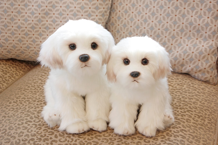 2 Sizes Maltese Stuffed Dog Plush Toy Cute Simulation Pets Fluffy Baby Dolls Birthday Gifts for Children Bichon Frise Puppy Gift