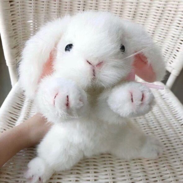 White Rabbit Rex Bunny Soft Stuffed Plush Toy - PlushStore.com - World ...