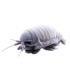 30cm Giant Isopod Soft Stuffed Plush Toy