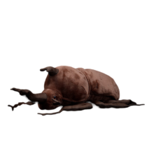 9cm Rhinoceros Beetle Soft Stuffed Plush Toy