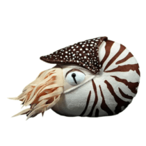 20x18x9cm Nautilus Soft Stuffed Plush Toy