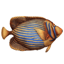 Emperor Angelfish Plush Toy